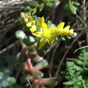 2009-05-11_44 Sedum Detail Cropped TN.jpg - 42949 Bytes